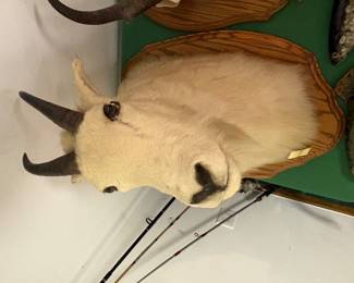 Vintage taxidermy shoulder mount of a Mountain Goat