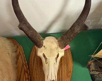Vintage taxidermy skull cap mount of an Indian Muntjac