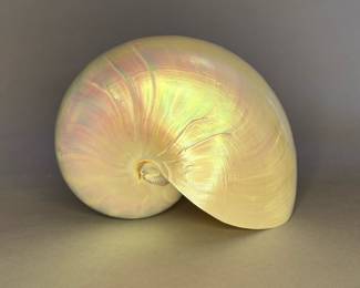 Pearlized Nautilus Seashell Polished Nautilus Pompilius