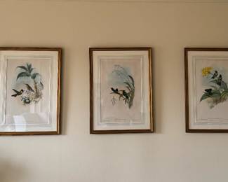 Great Selection of Early Hand Painted John Gould Avian Lithograph