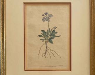 Hand Colored William Curtis Botanical Engraving