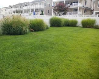 Grasses