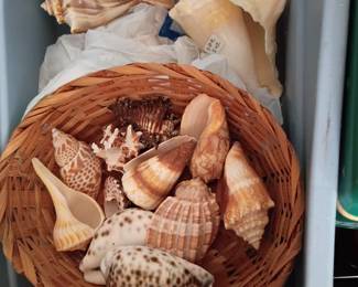 Sea shells
