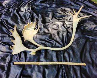 Very Large Antler