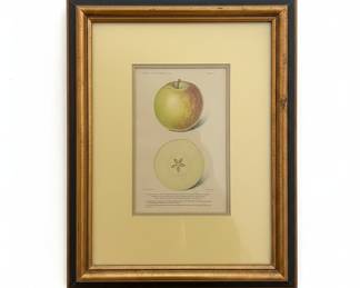 Vintage Apple Lithograph by U.S. Department of Agriculture