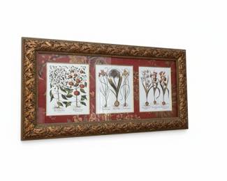 Botanical Print Triptych in Ornate Gilt Frame - Sydenham Edwards Style