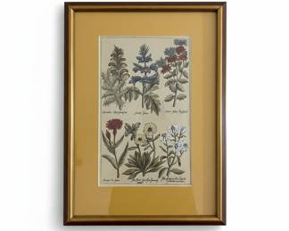 Botanical Engraving Print by John Hill (18th Century Style)
