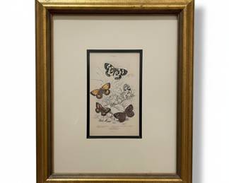 Antique Hand-Colored Butterfly Lithograph by William Lizars, 1834