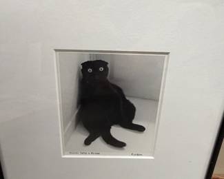 Black Cat Photo