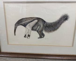 Giant Anteater Drawing 