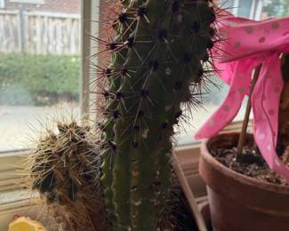 Vintage Cactus