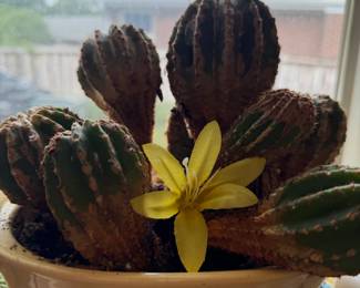 Cactus