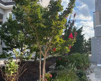 Crepe myrtle