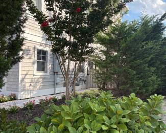 Crepe myrtle