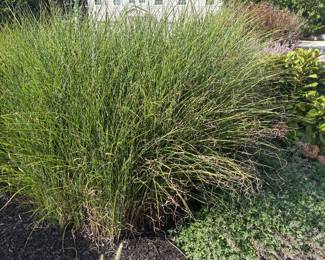 Sea grass