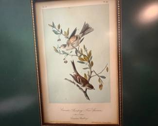 Framed John James Audubons Canada Bunting Lithograph