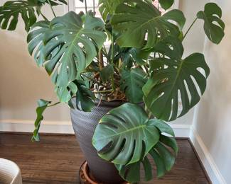 Real philodendron plant, very large graphite plant holder