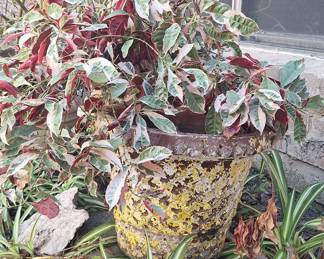 Vintage Glazed Ceramic Garden Planter with Excoecaria Cochinchinensis (Chinese Croton)