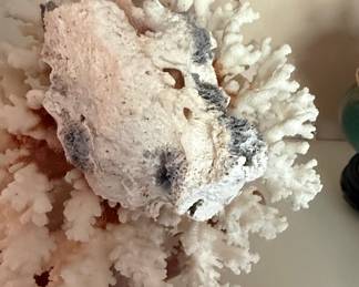 Natural White Branching Coral Specimen
