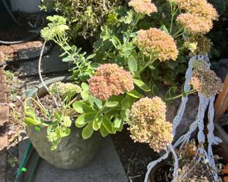 plants