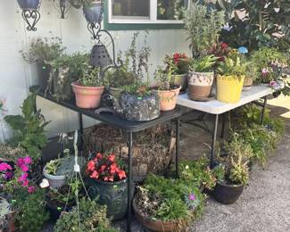 Plants
