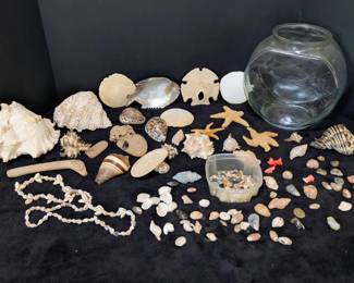 Assorted Seashells More