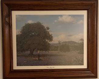 Bluebonnet picture