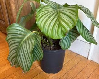 600 calatheaorbifoliapottedhouseplant