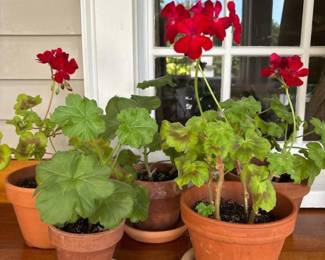 483 pottedredgeraniumplants