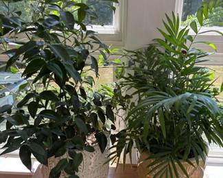 515 ceramicplanterswithindoorfoliagepla