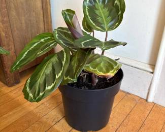 598 calatheamedallionpottedplant