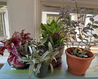 519 fourpottedhouseplants