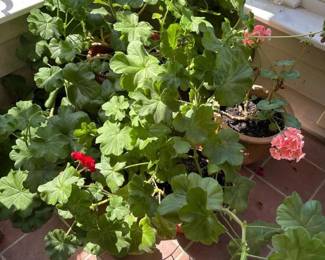 517 threegeraniumplants