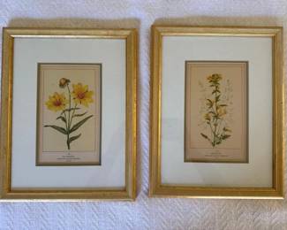 262 10x13pairofframedbotanicalprints
