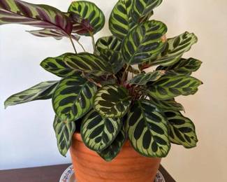 142 prayerplantinterracottapot