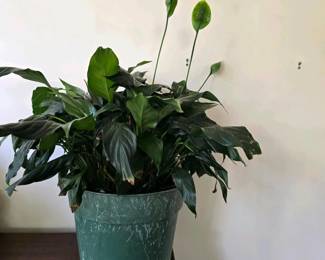 361 peacelilyhouseplantinplasticpot
