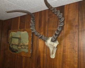 African impala (Aepyceros melampus) skull and ringed, lyre-shaped horn taxidermy mount