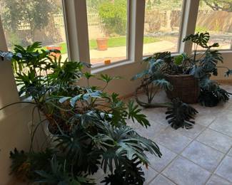 Enormous philodendron and other plants throughout the house
