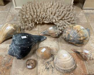 Natural white coral head, shells, conch
