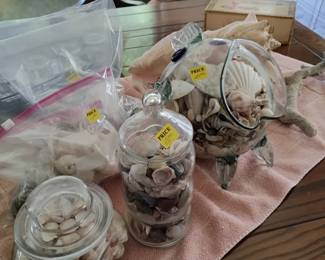 Seashell coĺlection
