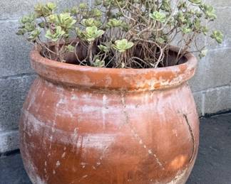 Lot 157  Terracota pot with succulent