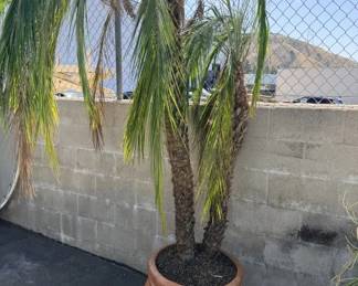 Lot 162  Terracotta pot with palm trees