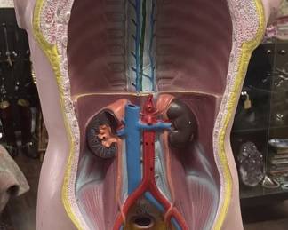 Lot 555h  Vintage anatomical torso model