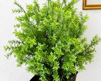 Another fantastic plant for your home! Brightens up any room. 
