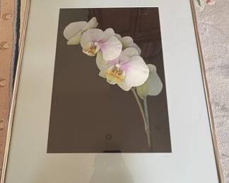 Orchid Floral Photographic Print