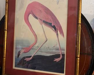 Framed Audubon Print