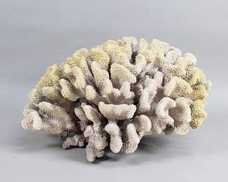Lot 545  Large cauliflower coral flower