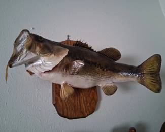 Mounted Fish