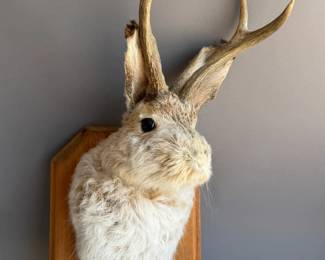 JACKALOPE TAXIDERMY MOUNT ON WOOD PLAQUE