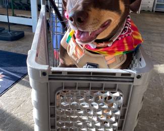 Zelda is Shopping for Treats!! ( Reminder She is our family pet, so NFS!)